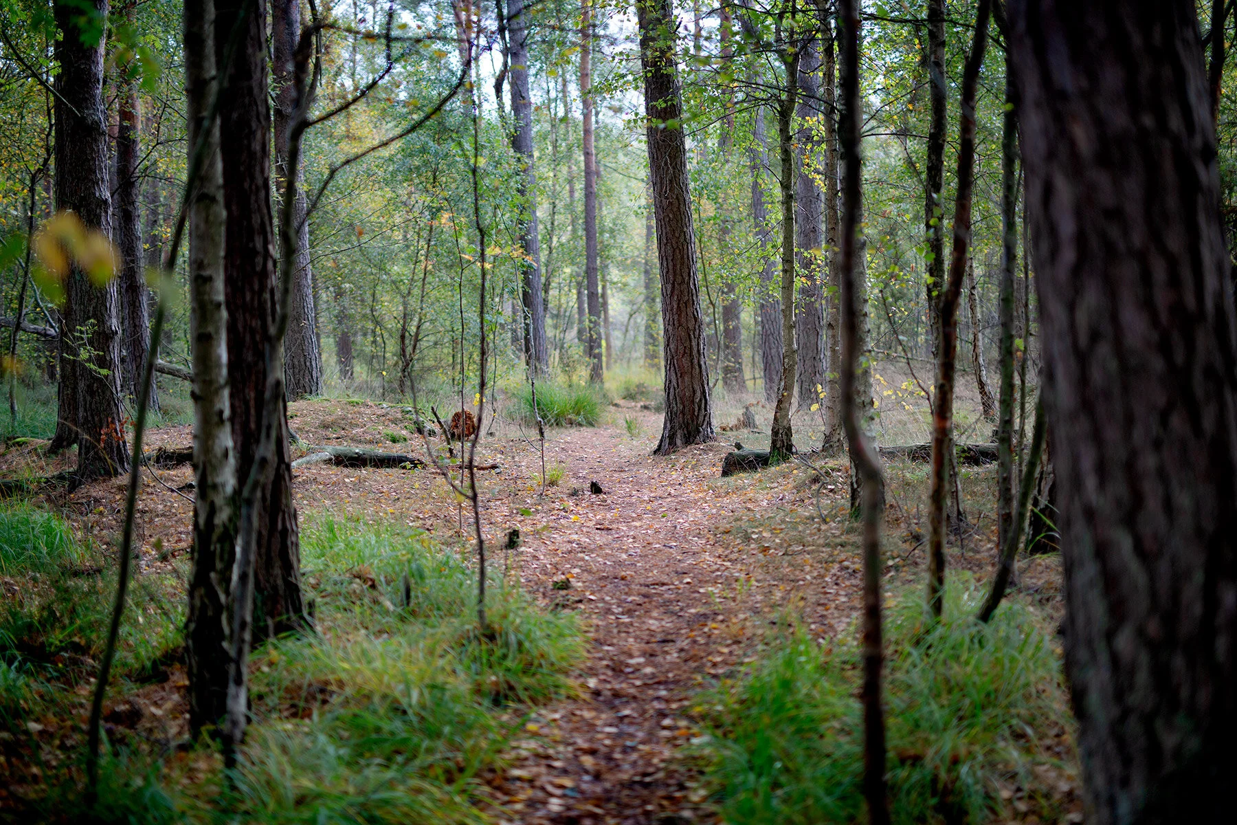 blogg-201008vabvindskyddet4.jpg