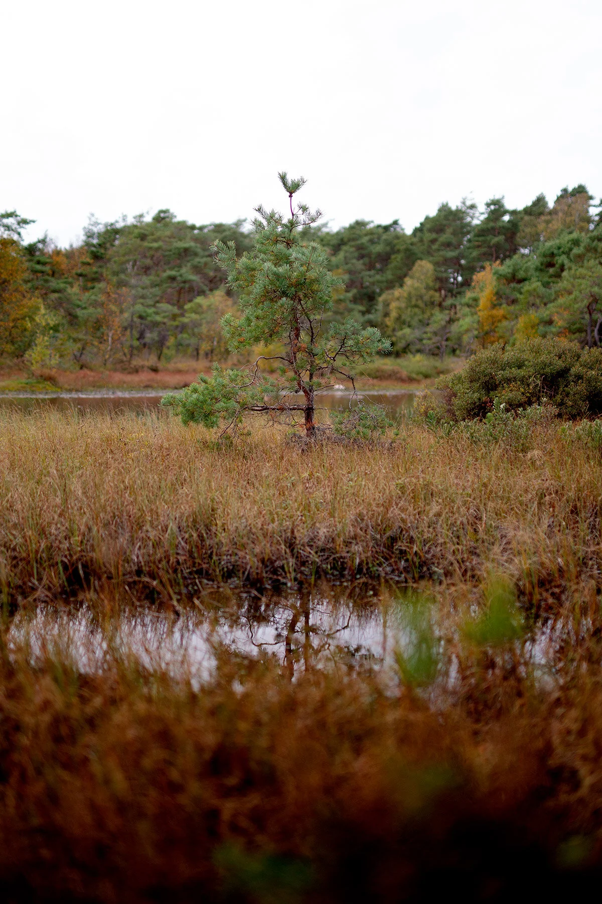 blogg-201008vabvindskyddet17.jpg