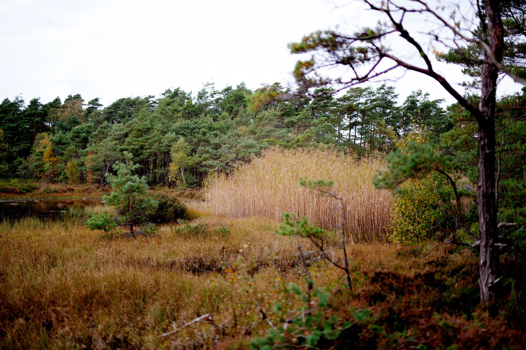 blogg-201008vabvindskyddet22.jpg