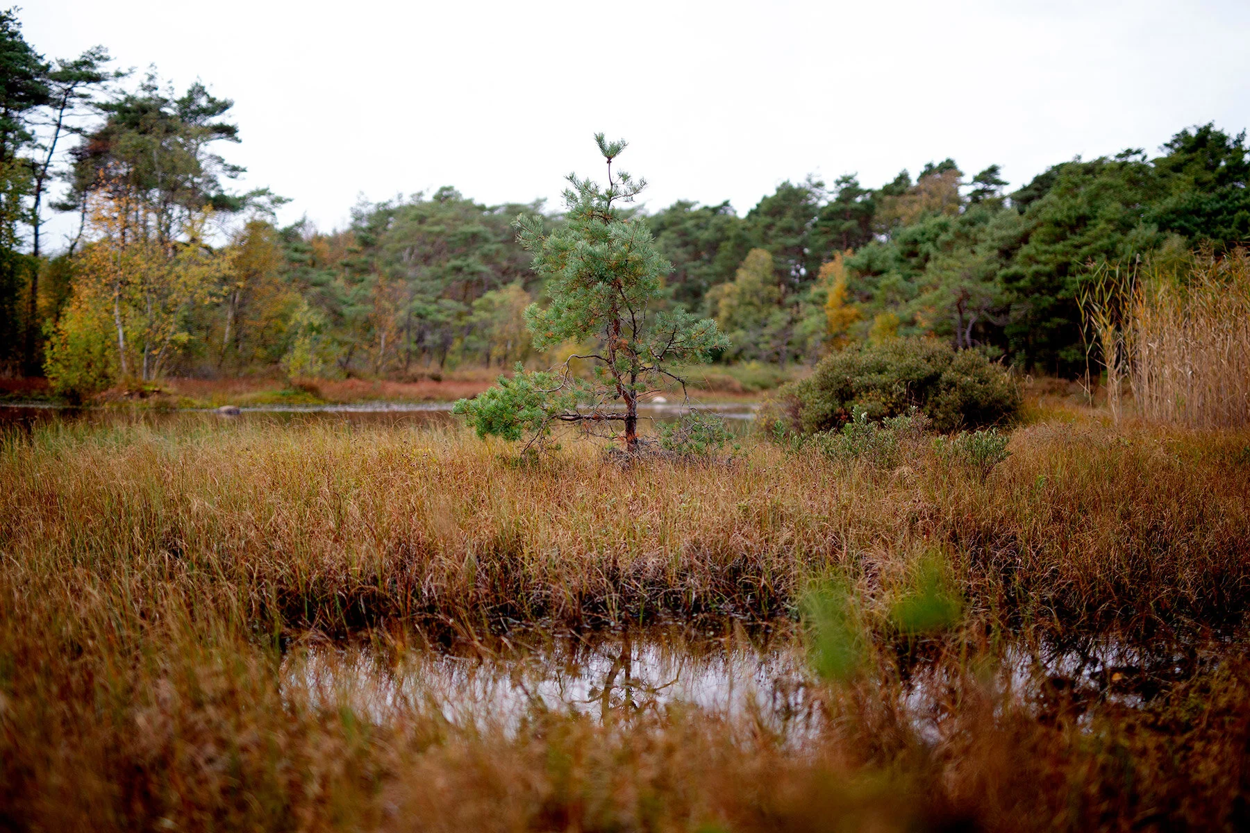 blogg-201008vabvindskyddet28.jpg