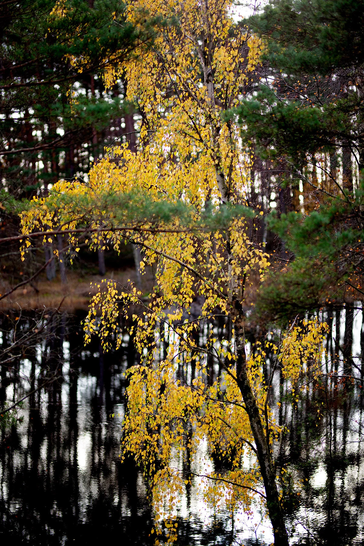 blogg-201108nordsvahnbrettesskogen2.jpg