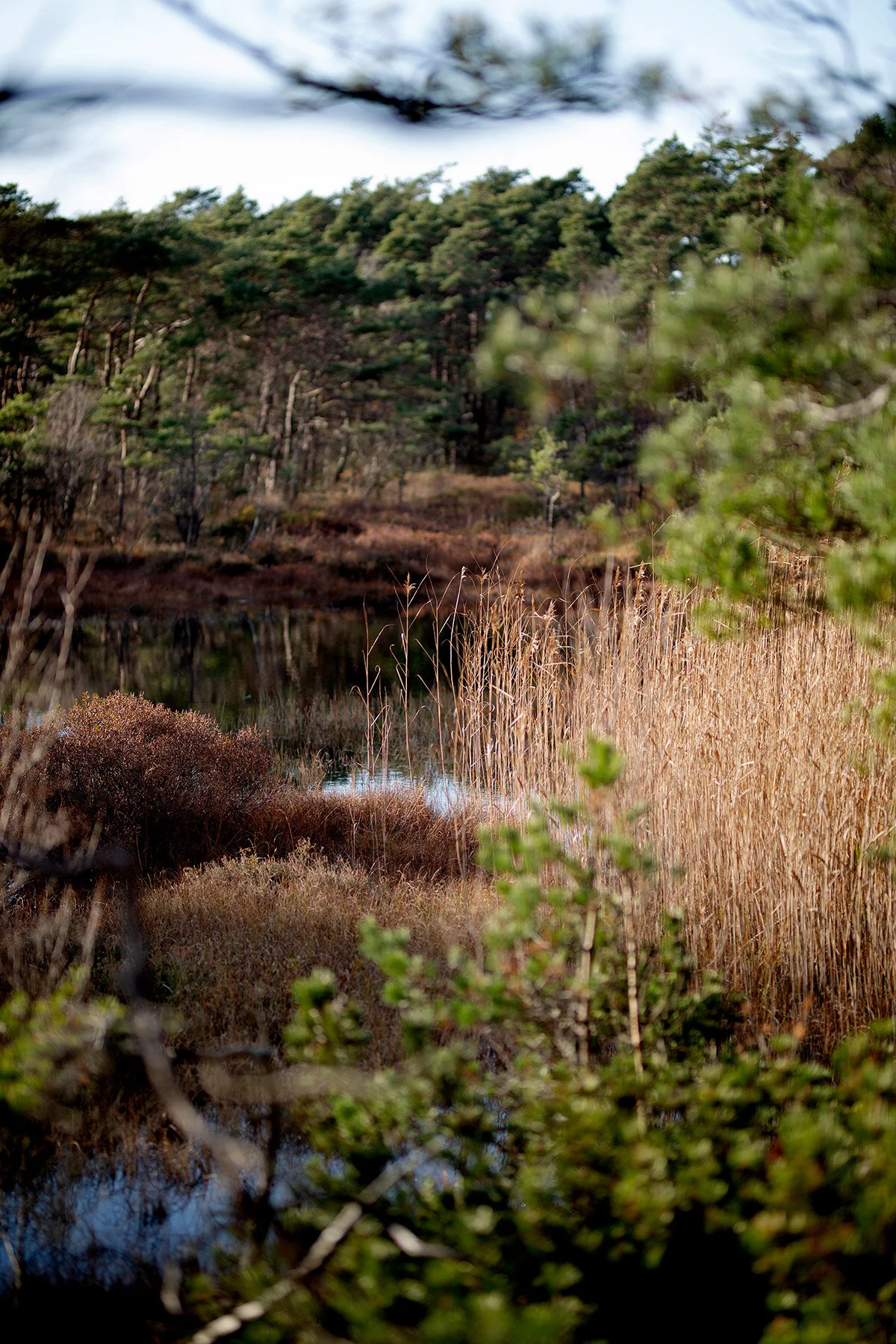 blogg-201108nordsvahnbrettesskogen18.jpg