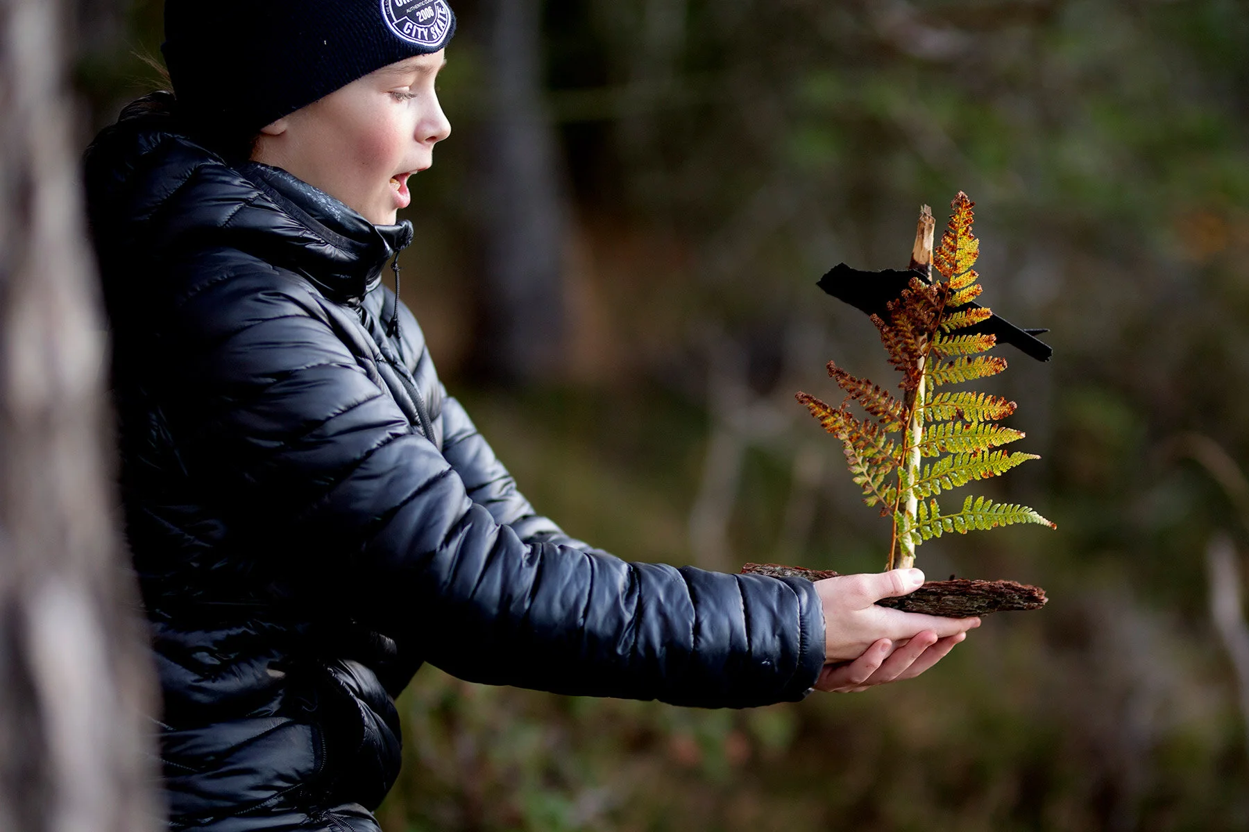 blogg-201108nordsvahnbrettesskogen42.jpg