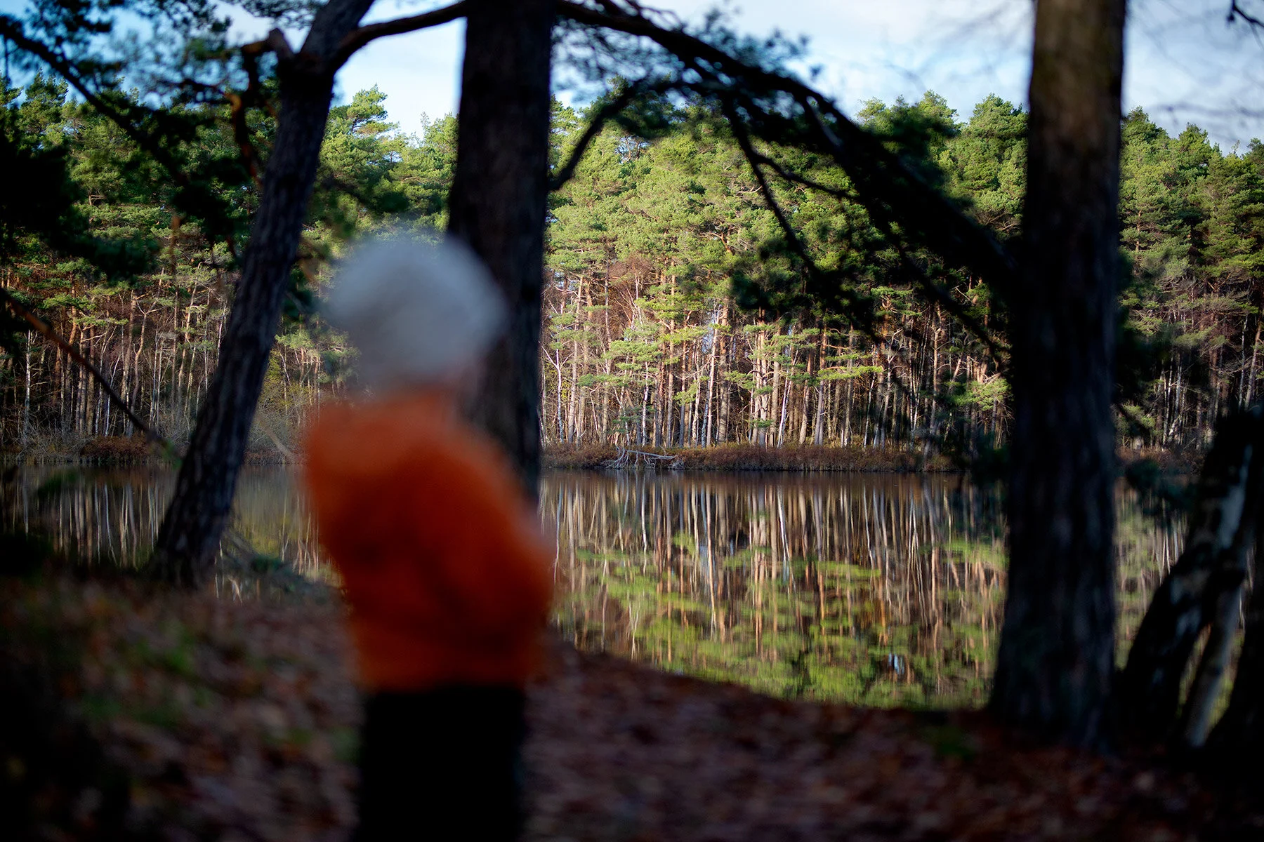 blogg-201108nordsvahnbrettesskogen45.jpg