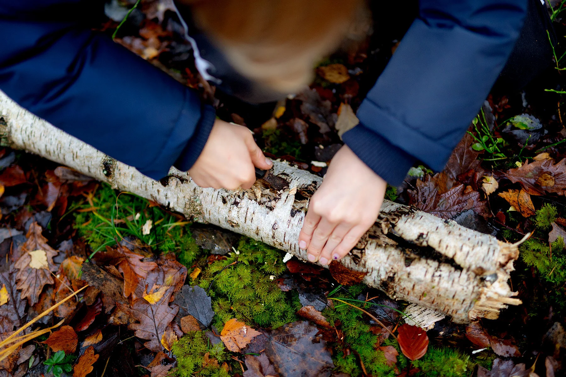 blogg-201114ambjorntorpskogen3.jpg