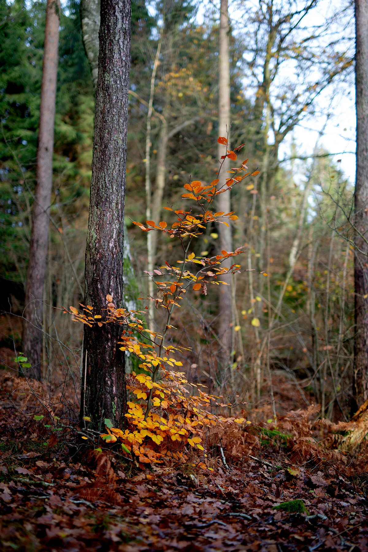 blogg-201114ambjorntorpskogen2.jpg