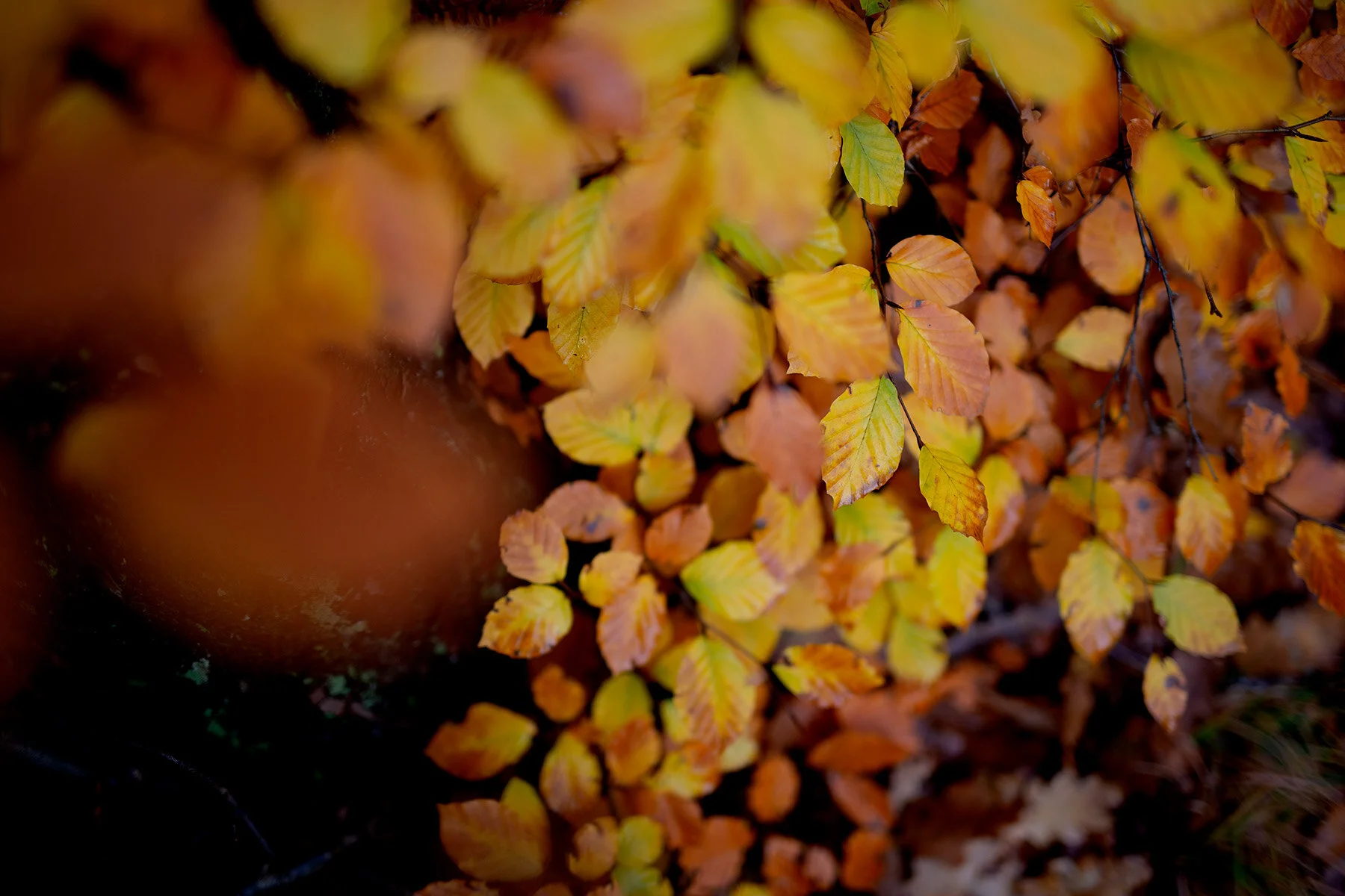 blogg-201114ambjorntorpskogen5.jpg