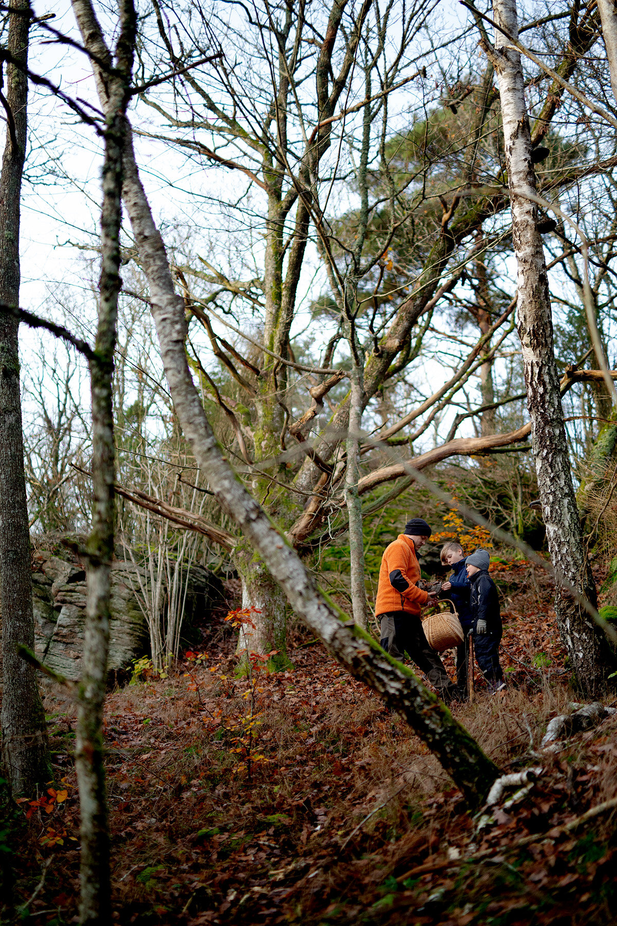 blogg-201114ambjorntorpskogen10.jpg