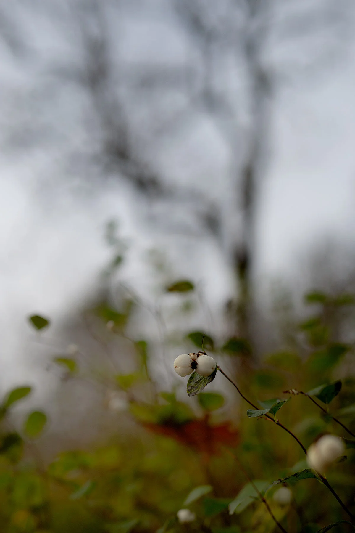 blogg-201114ambjorntorpskogen14.jpg