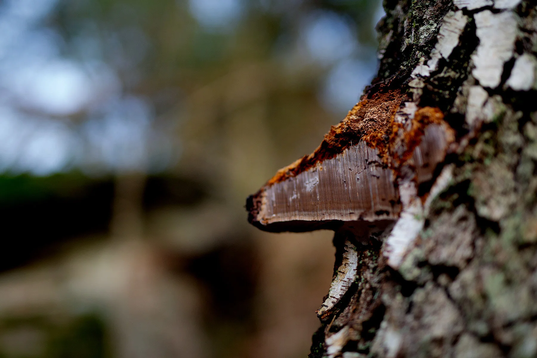 blogg-201114ambjorntorpskogen13.jpg