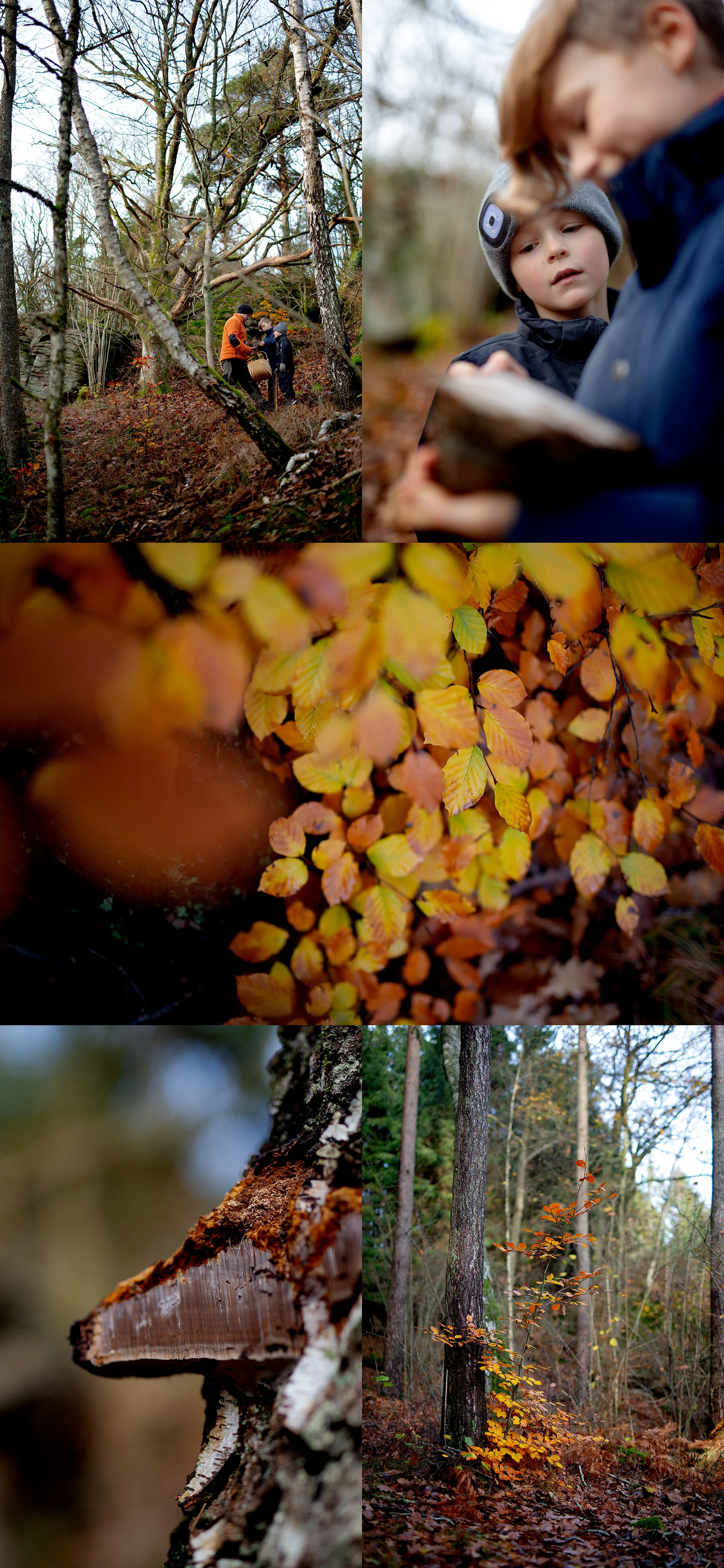 Skogen, skogen