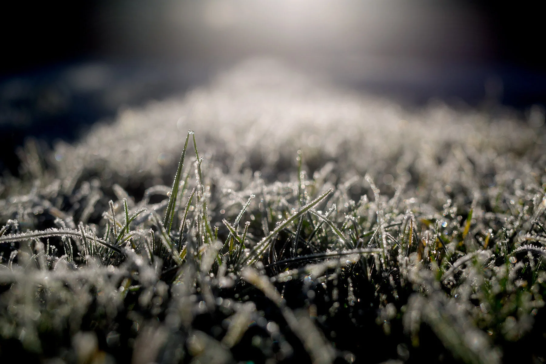 blogg-201127frostitradgarden1.jpg