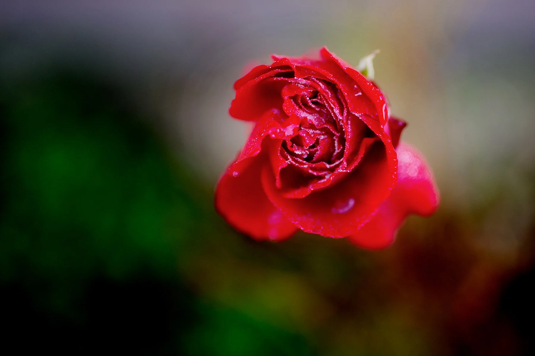 blogg-201127frostitradgarden3.jpg
