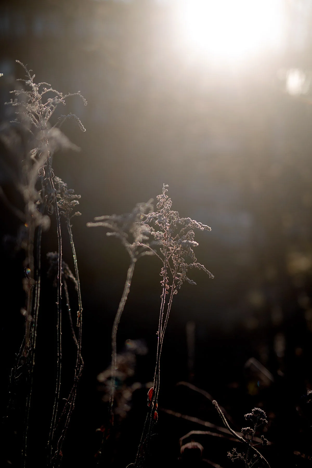 blogg-201127frostitradgarden4.jpg