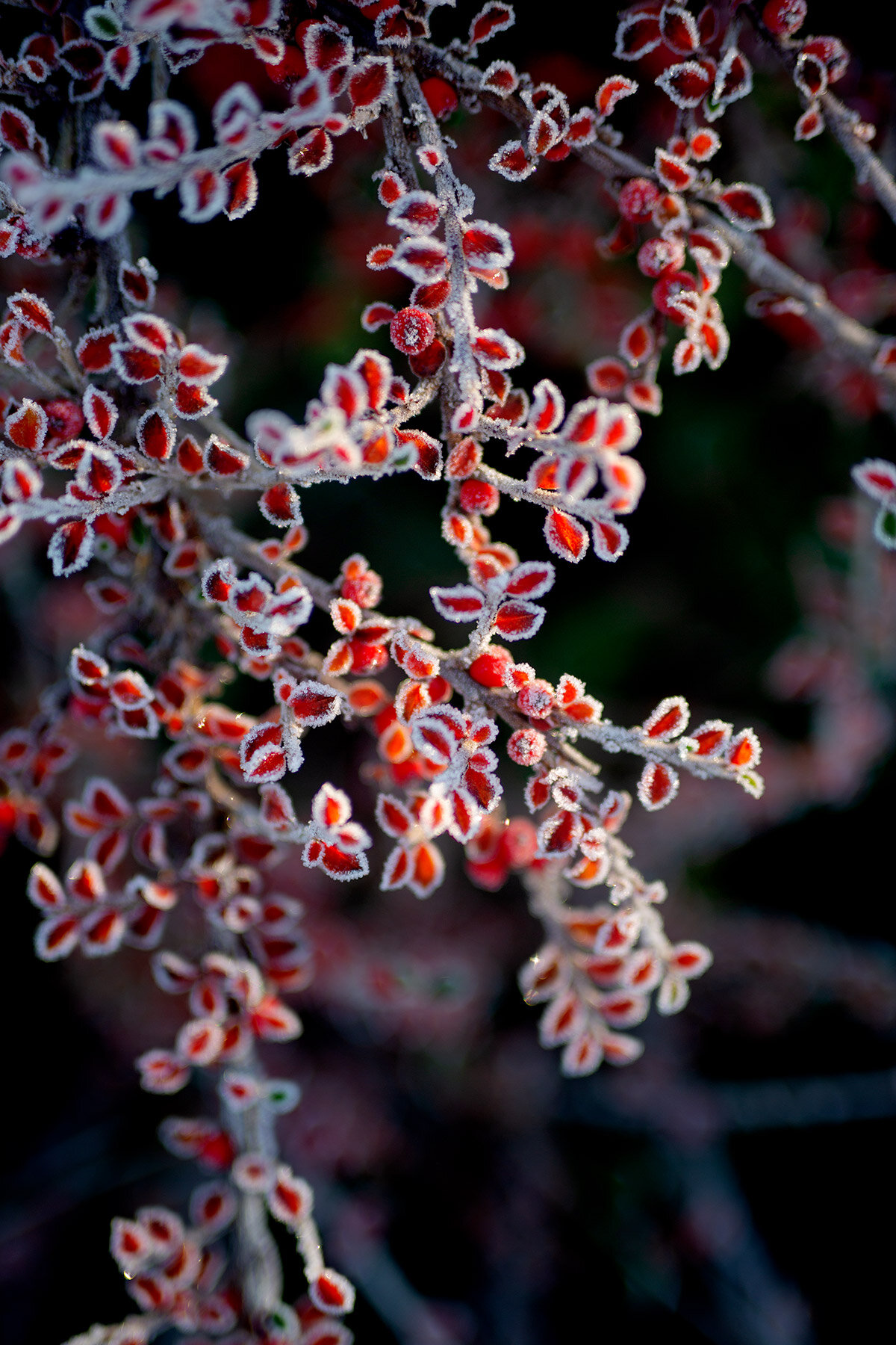 blogg-201127frostitradgarden6.jpg