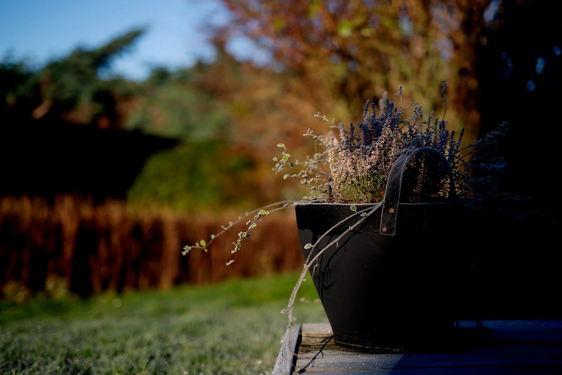 blogg-201127frostitradgarden9.jpg