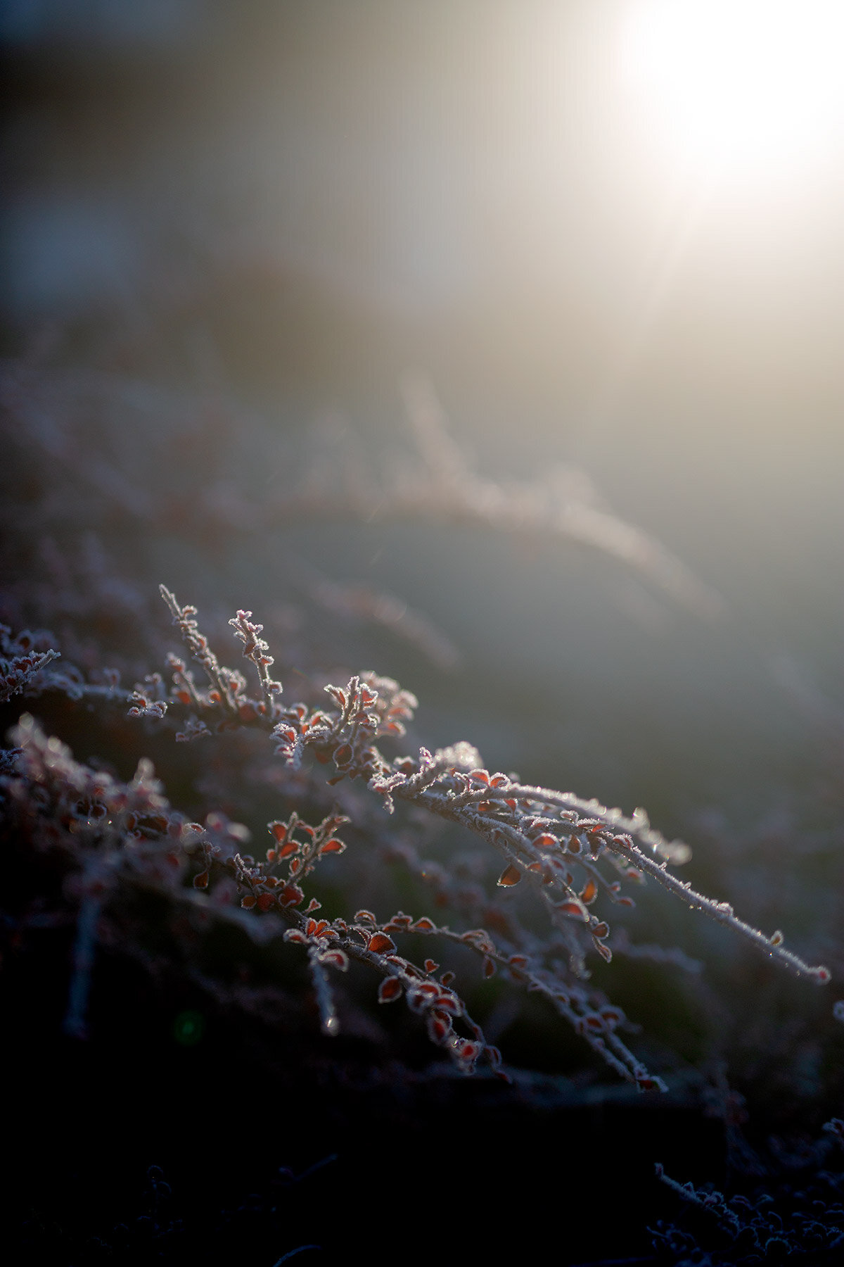 blogg-201127frostitradgarden11.jpg