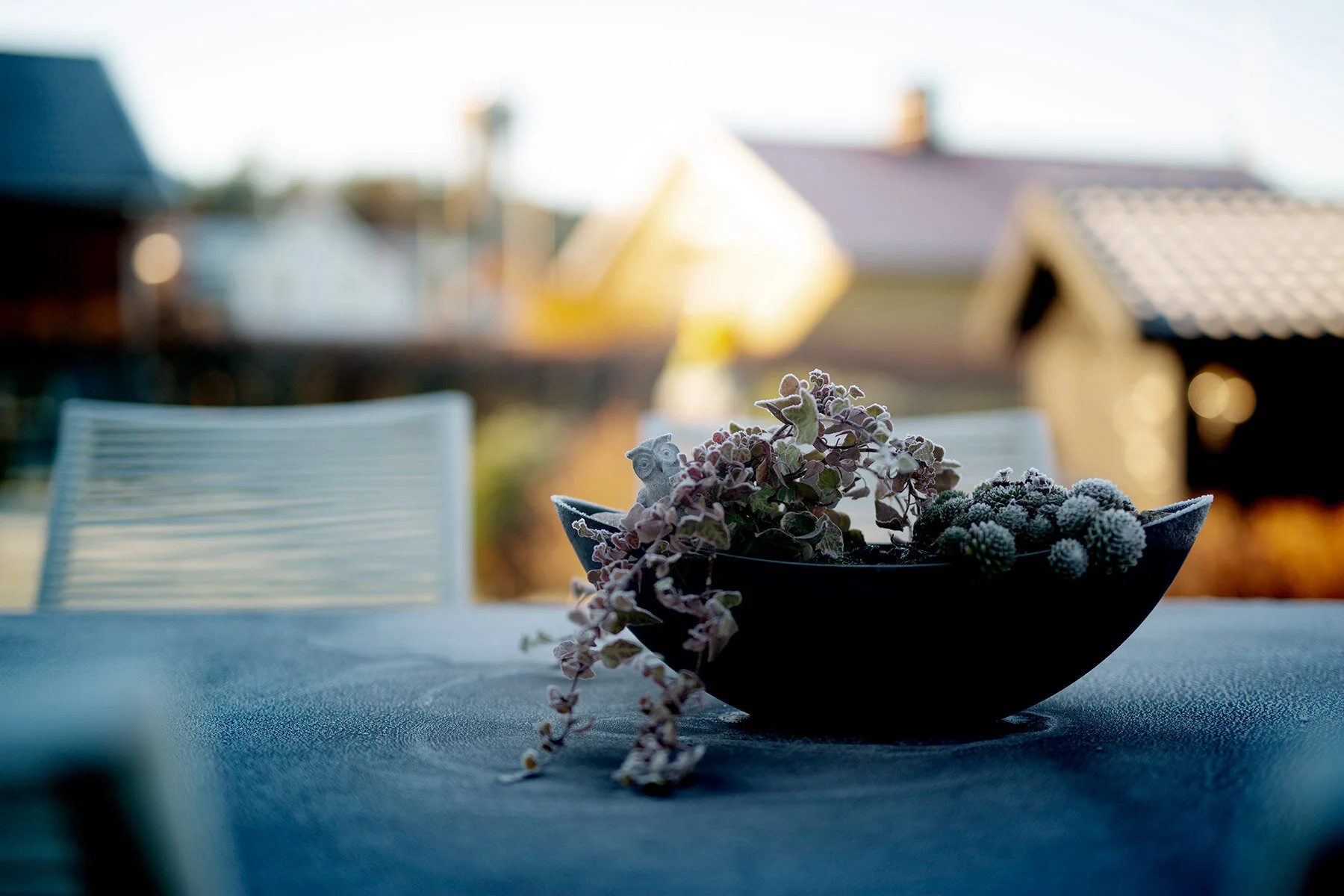 blogg-201127frostitradgarden12.jpg