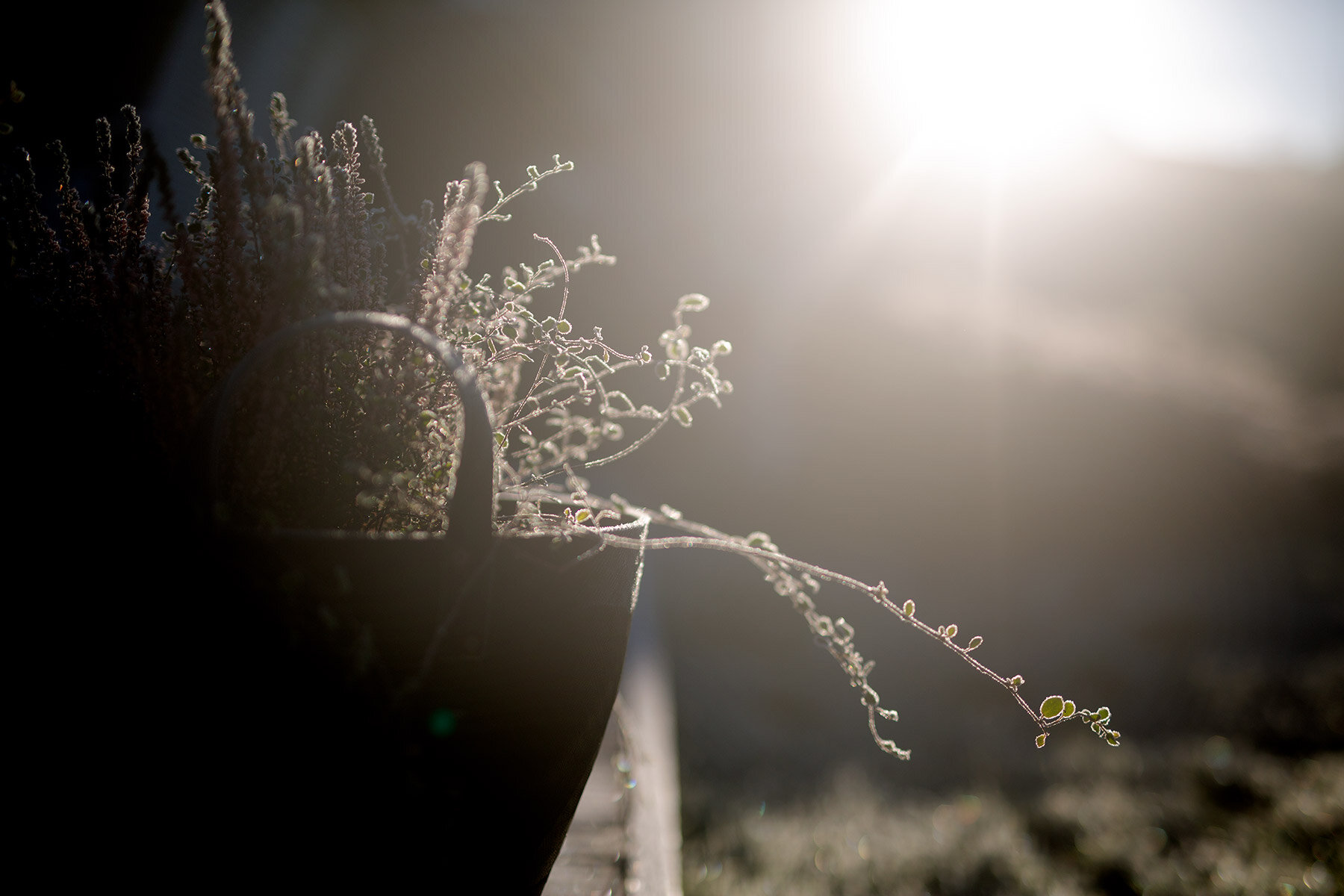 blogg-201127frostitradgarden14.jpg