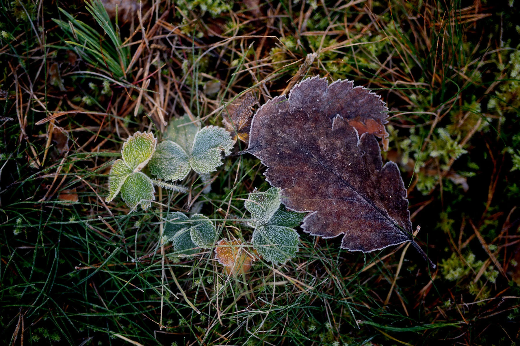 blogg-201127slinganvindskyddet23.jpg