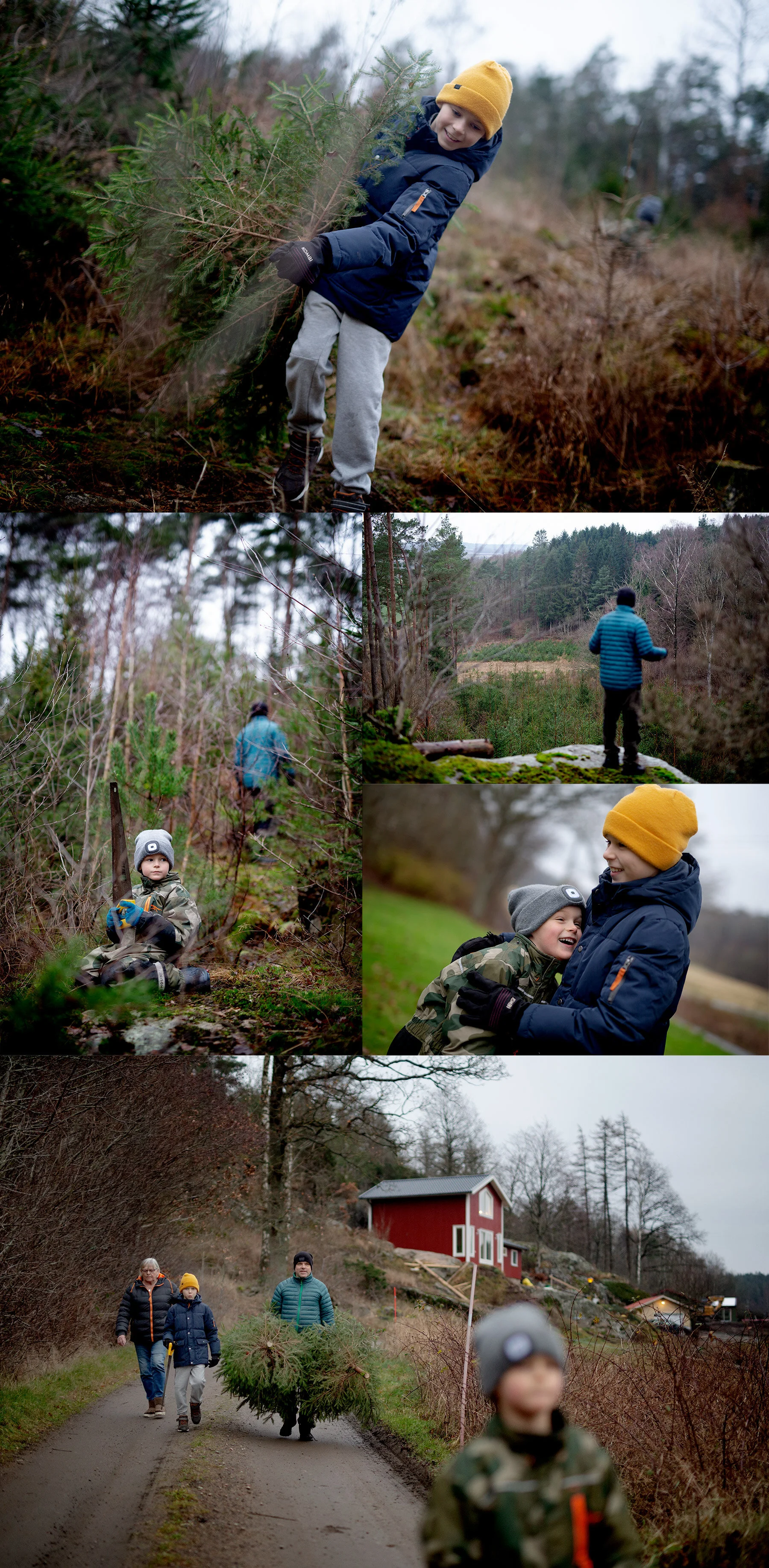 Ut i skogen och hugga gran