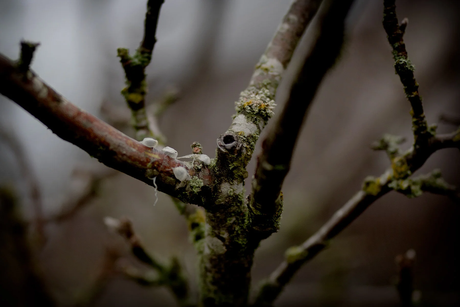 blogg-201213mistelfron3.jpg