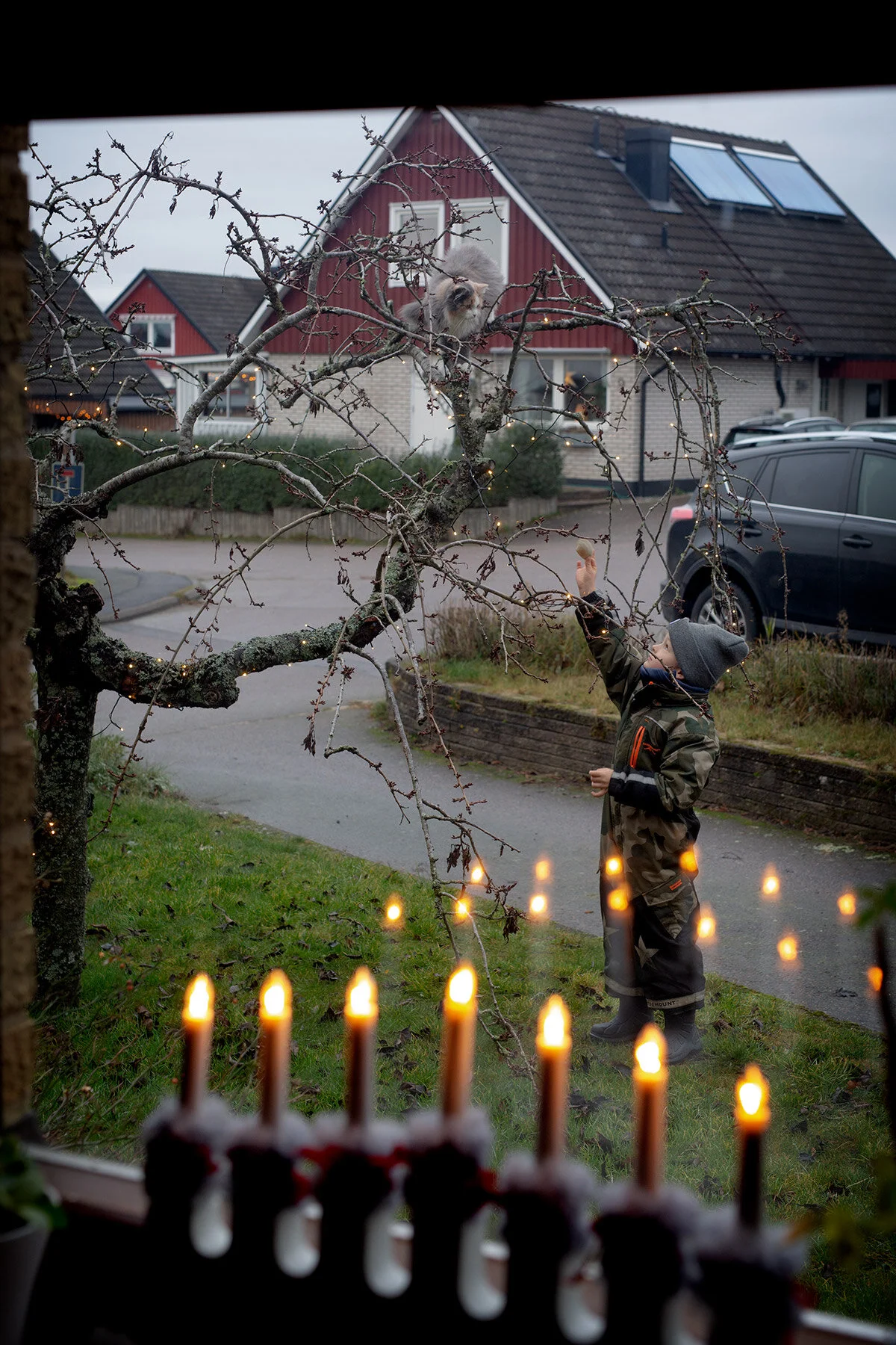 blogg-201213kattitradgarden1.jpg