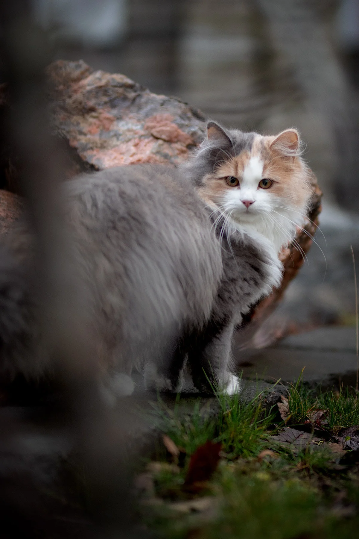 blogg-201213kattitradgarden5.jpg