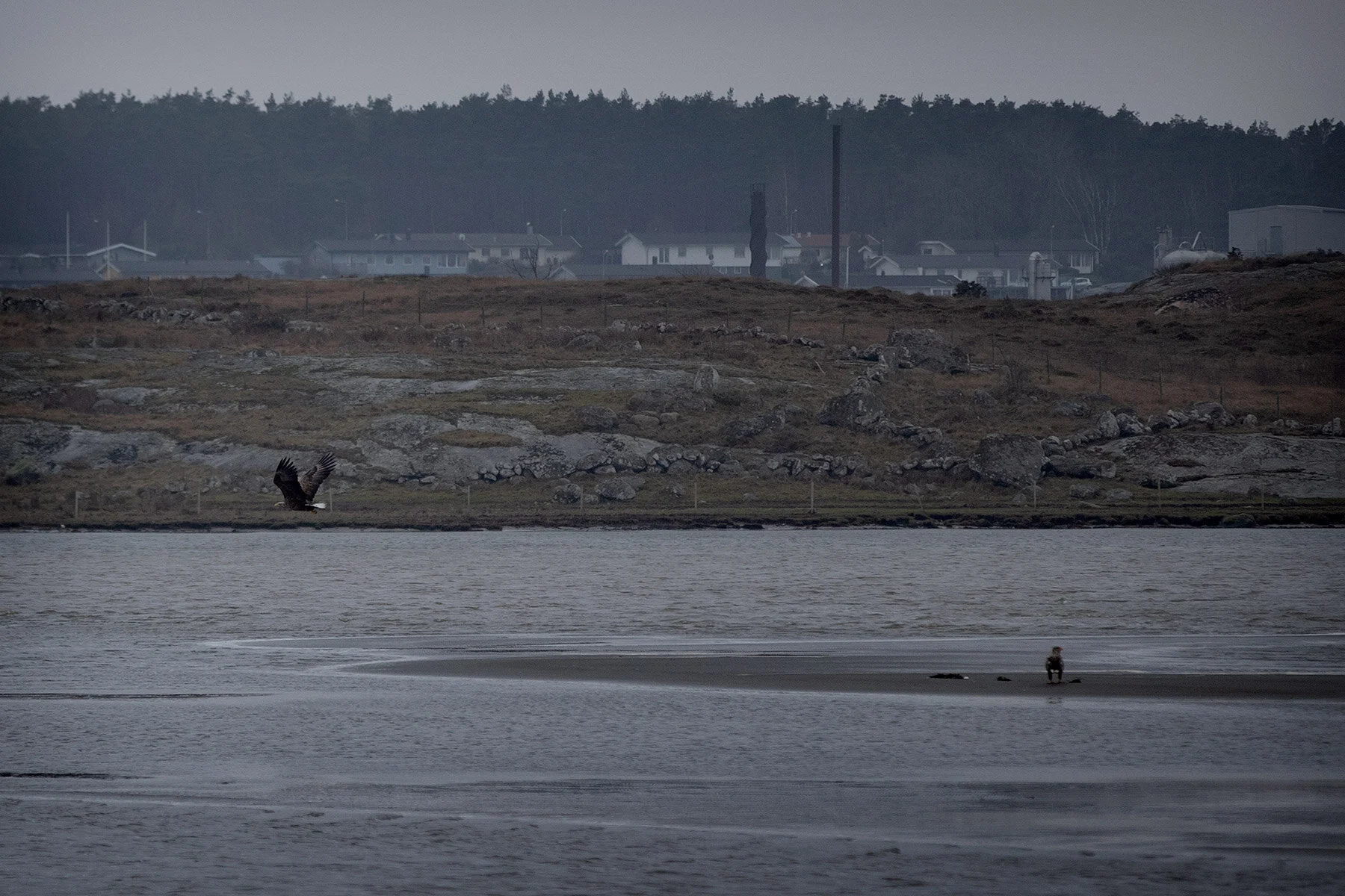 blogg-201218havsorn1.jpg