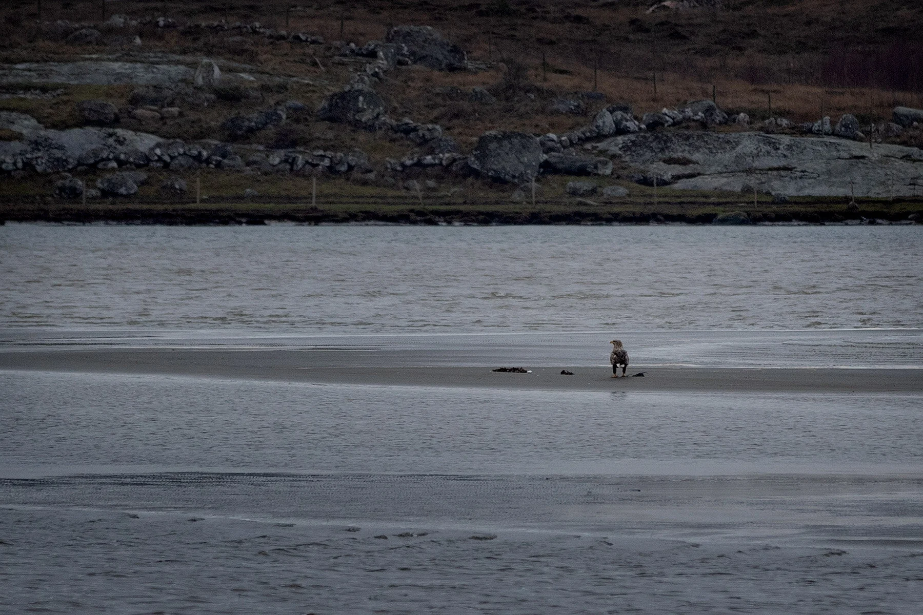 blogg-201218havsorn4.jpg