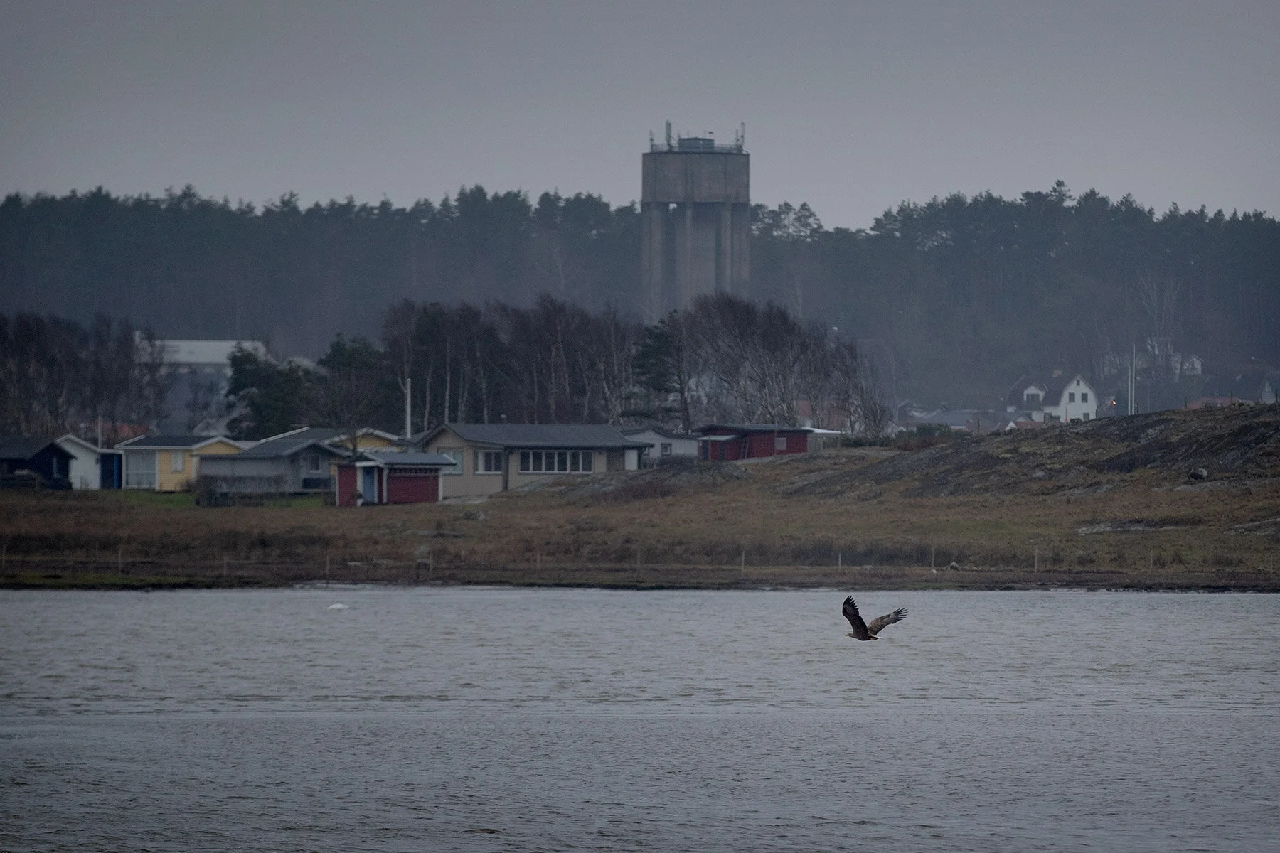 blogg-201218havsorn5.jpg