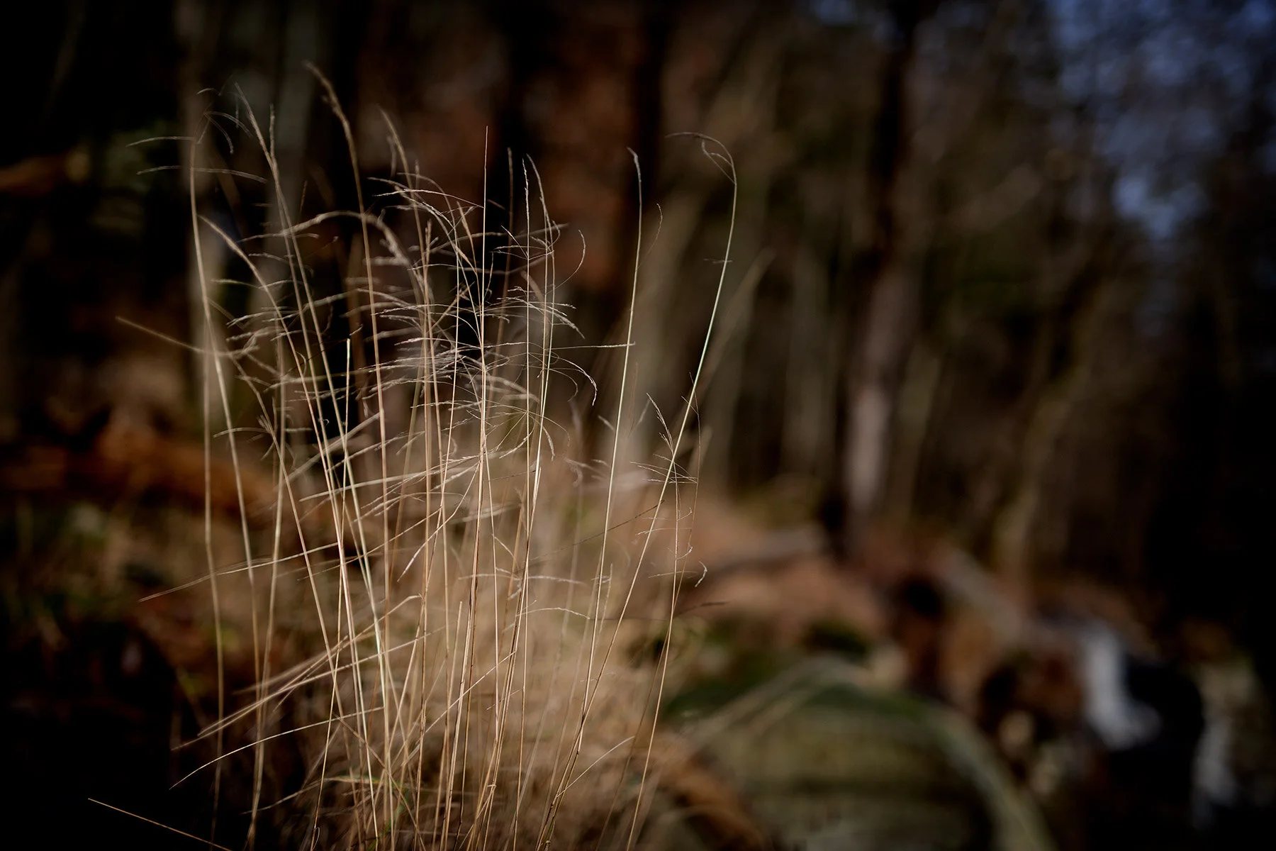 blogg-201219ramhultafallet30.jpg