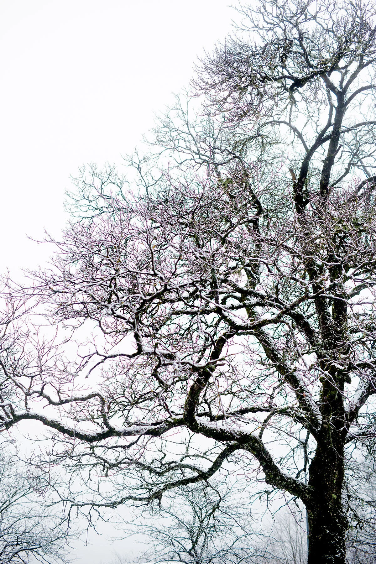 blogg-201230snoiskovde1.jpg