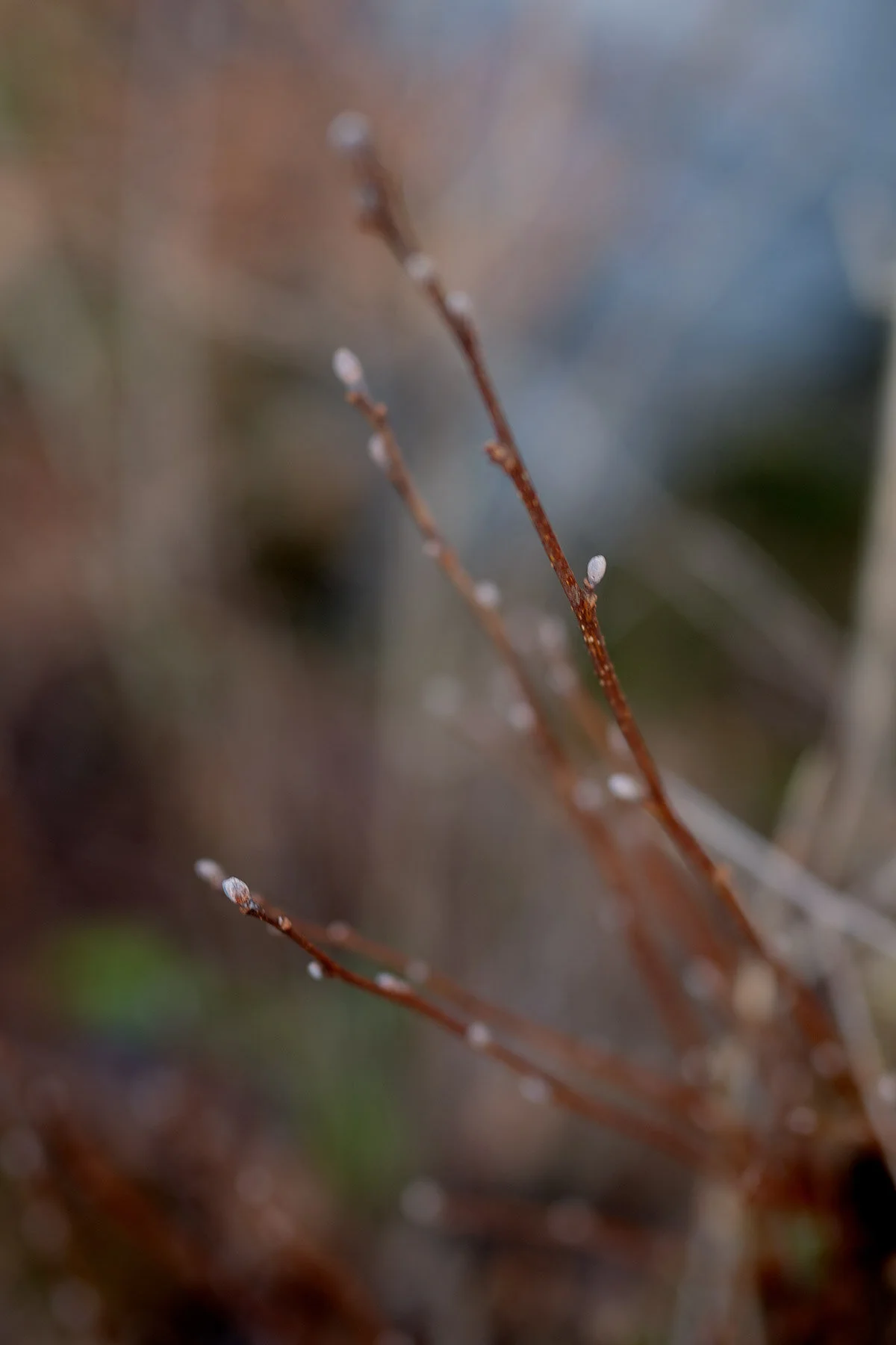 blogg-210103angarnagrilla39.jpg