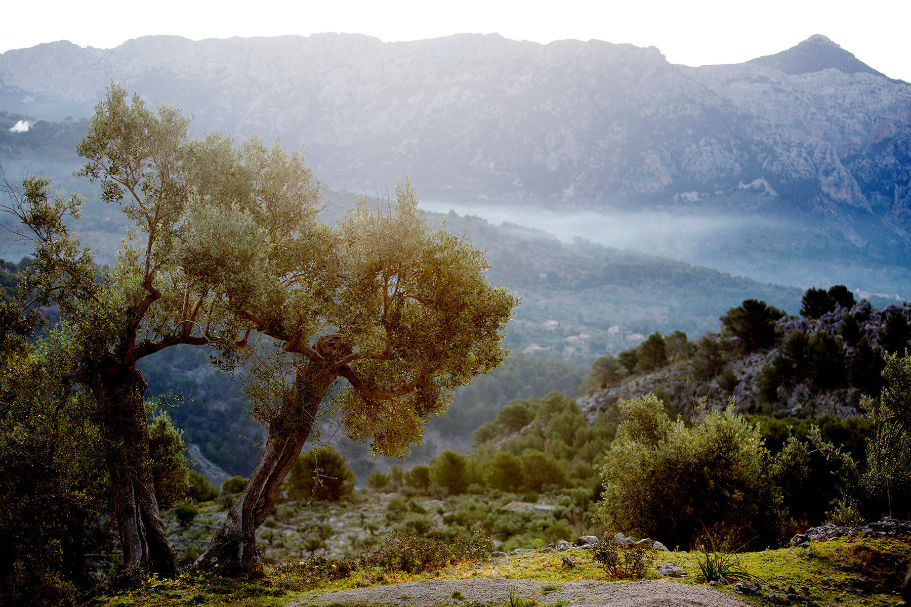 blogg-210125-170329mallorca40.jpg