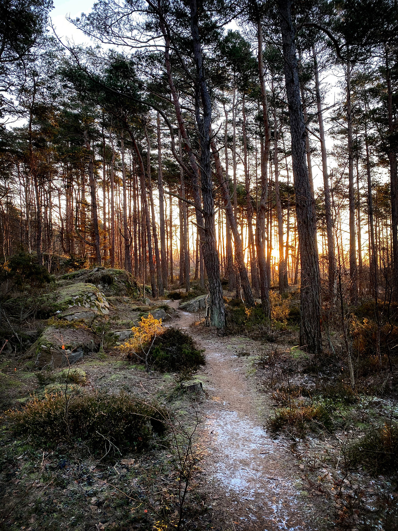 Skogsmorgon