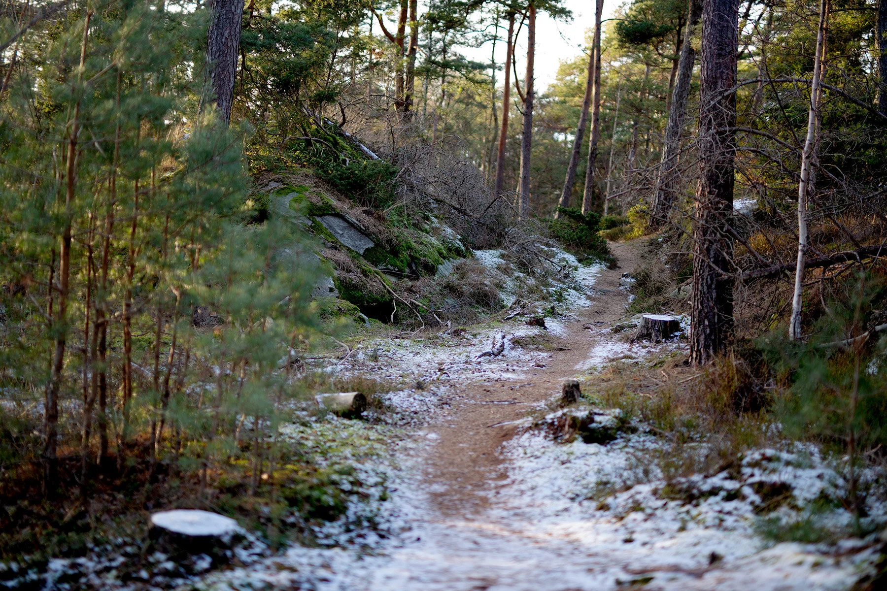 blogg-210210skogenkarin8.jpg