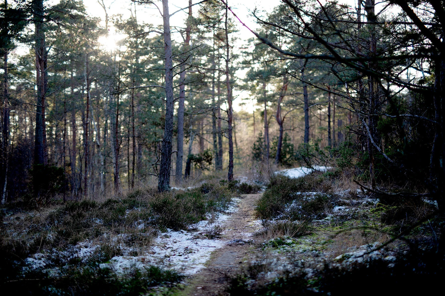 blogg-210210skogenkarin9.jpg