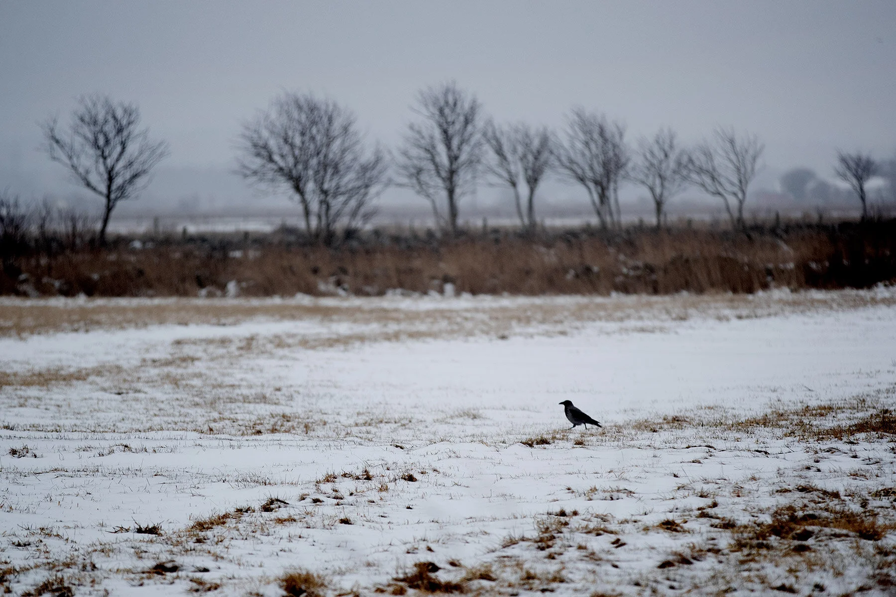 blogg-210218balepromenad1.jpg