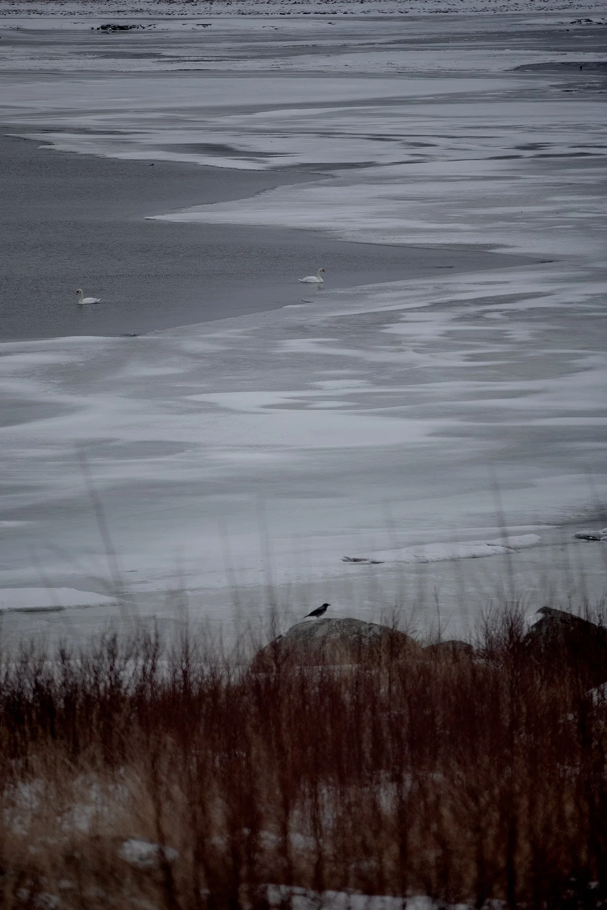 blogg-210218balepromenad6.jpg