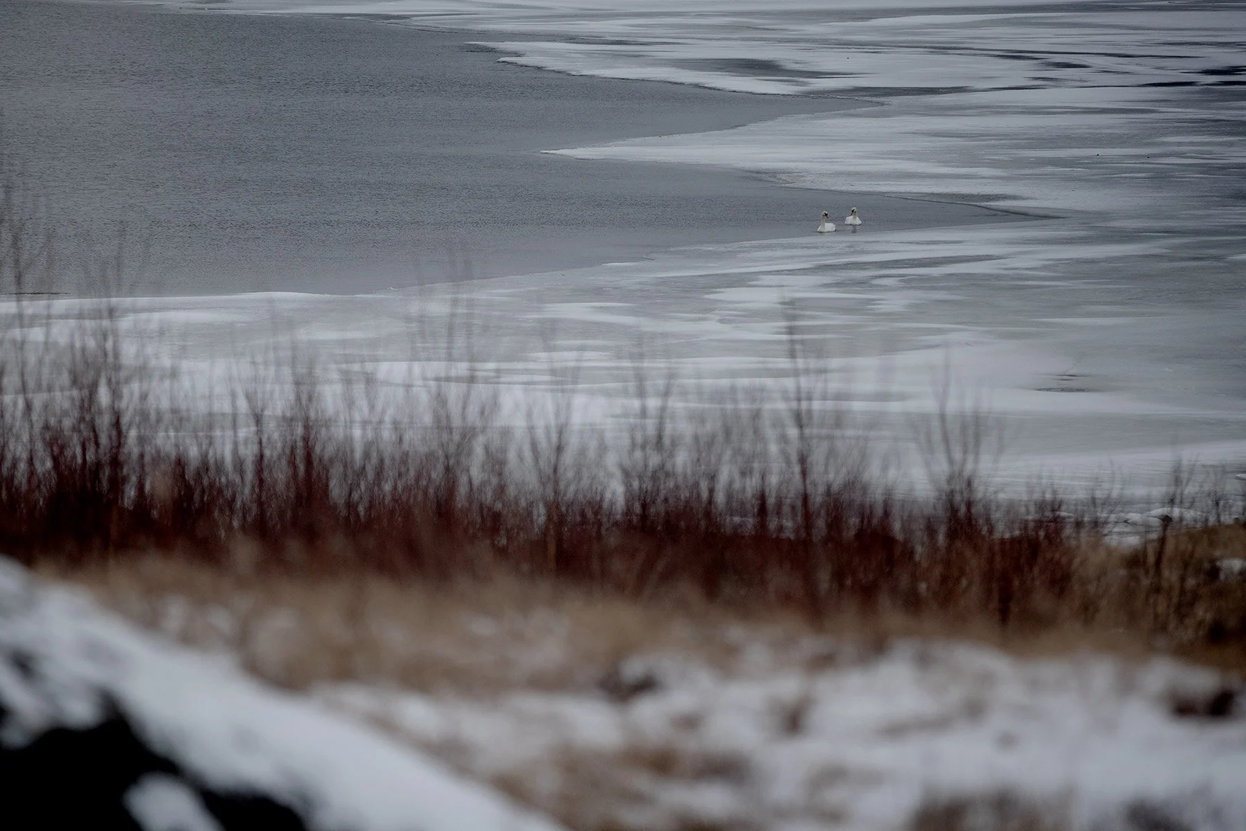 blogg-210218balepromenad9.jpg