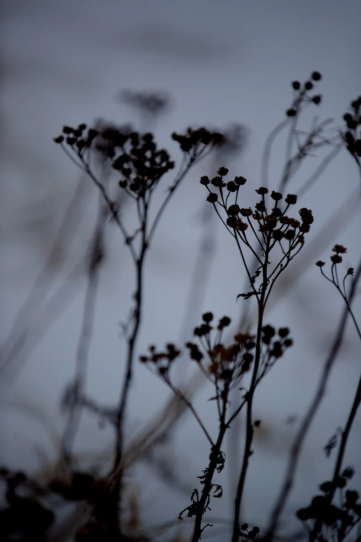 blogg-210218balepromenad12.jpg