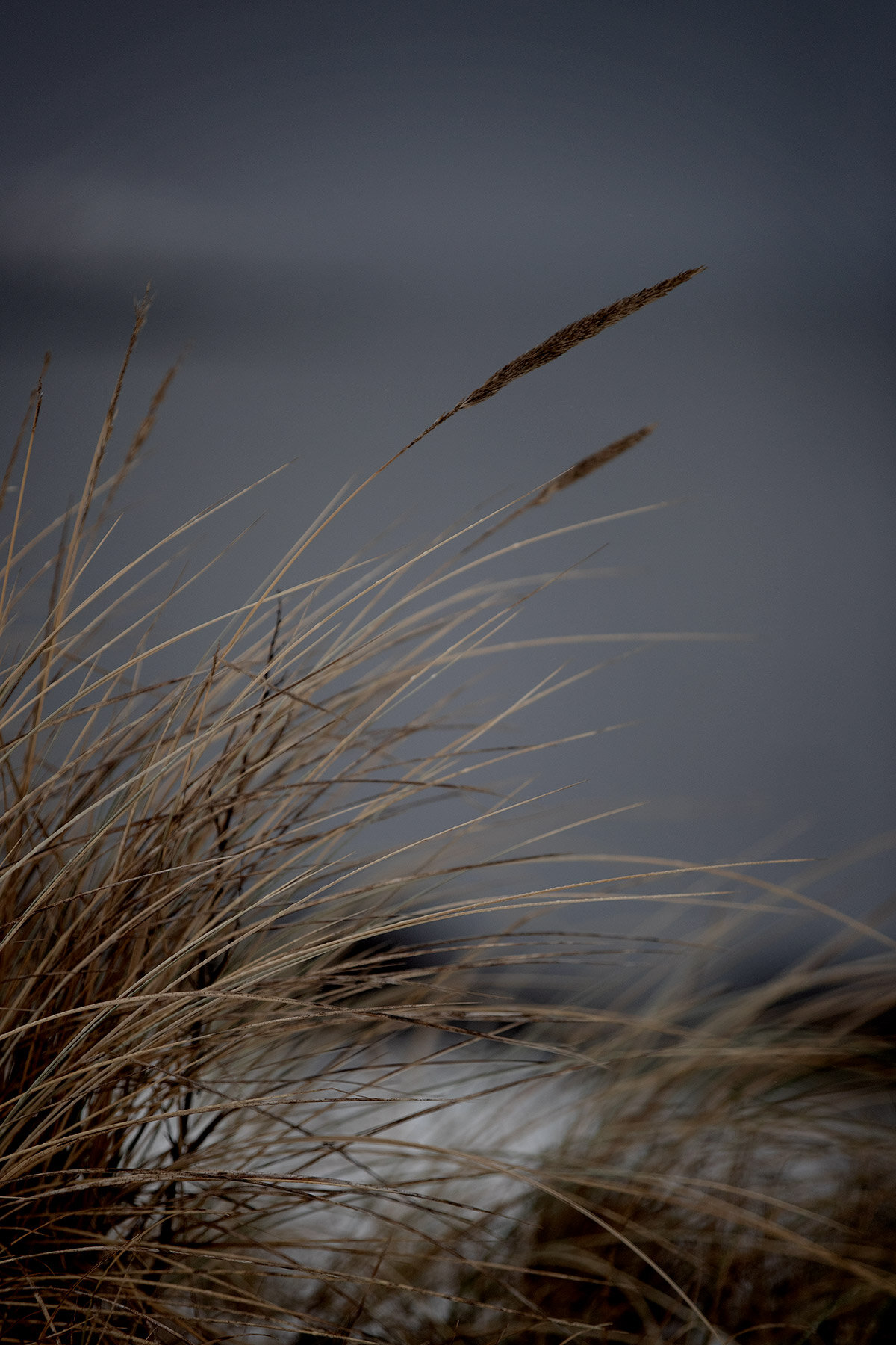 blogg-210218balepromenad14.jpg