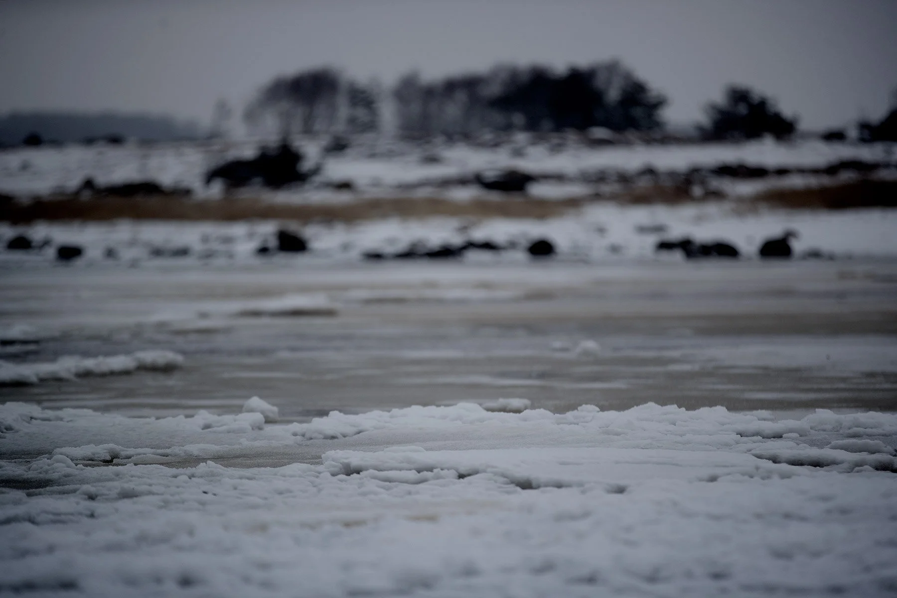 blogg-210218balepromenad27.jpg
