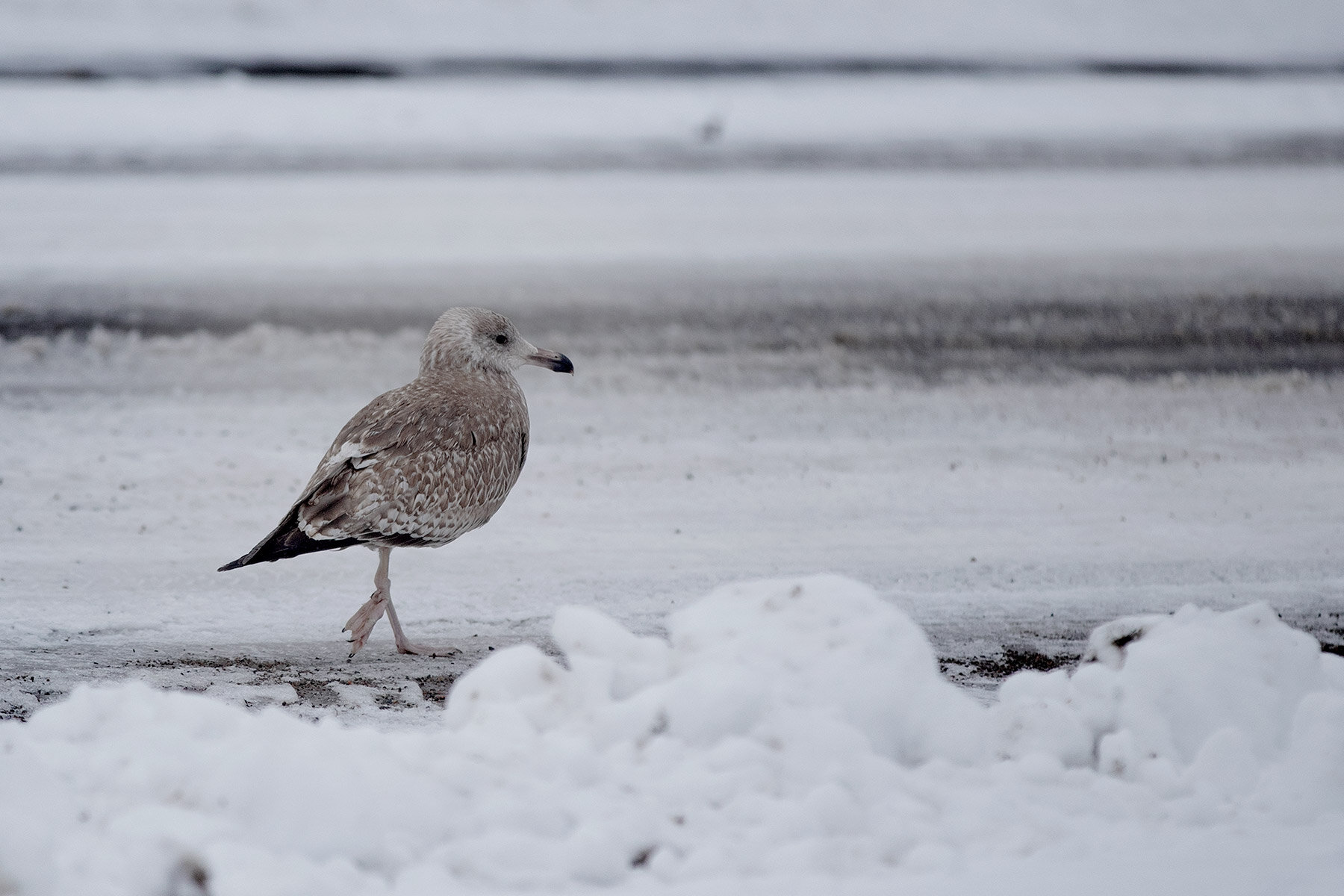 blogg-210218balepromenad36.jpg