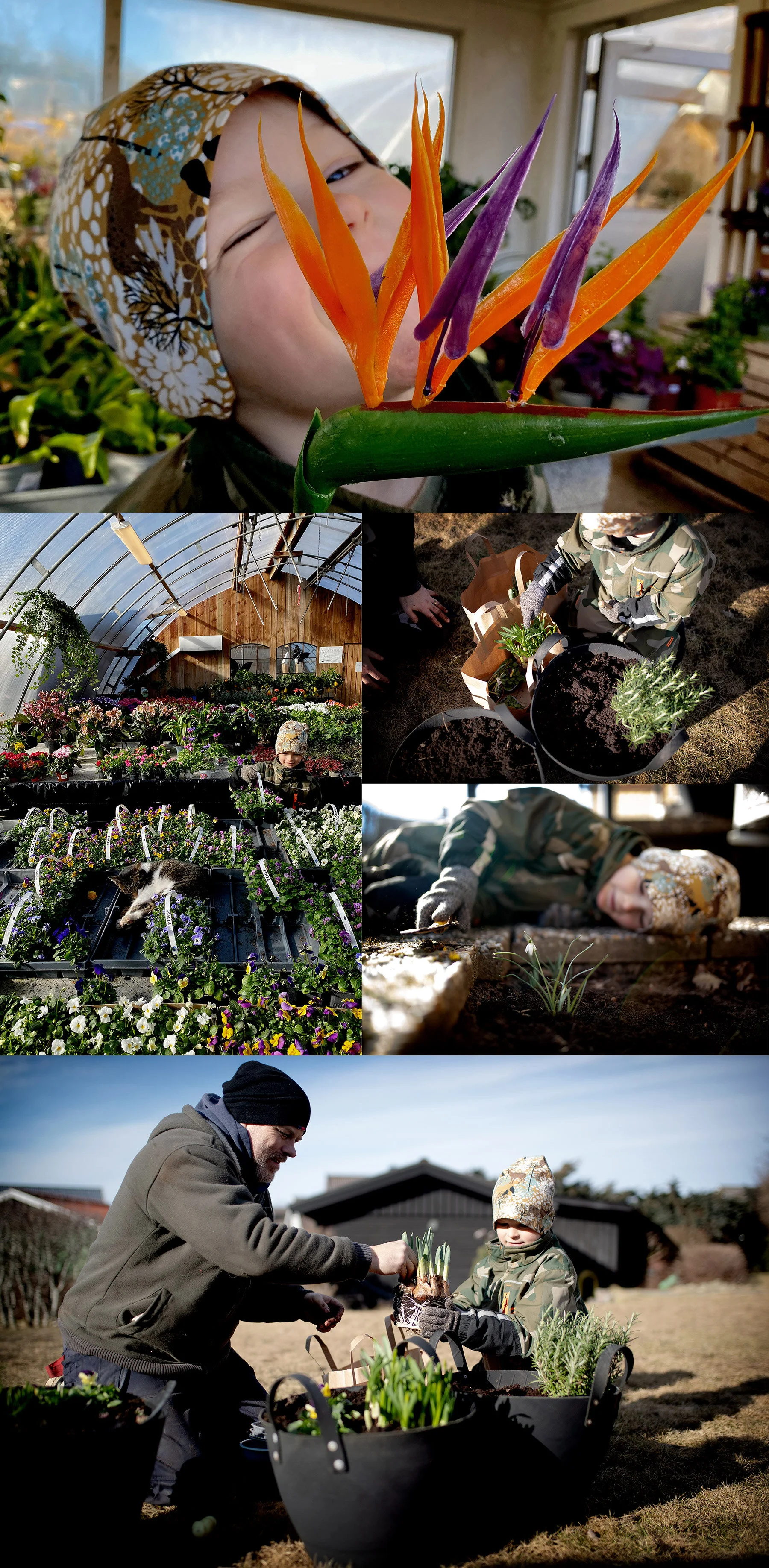 Plantering