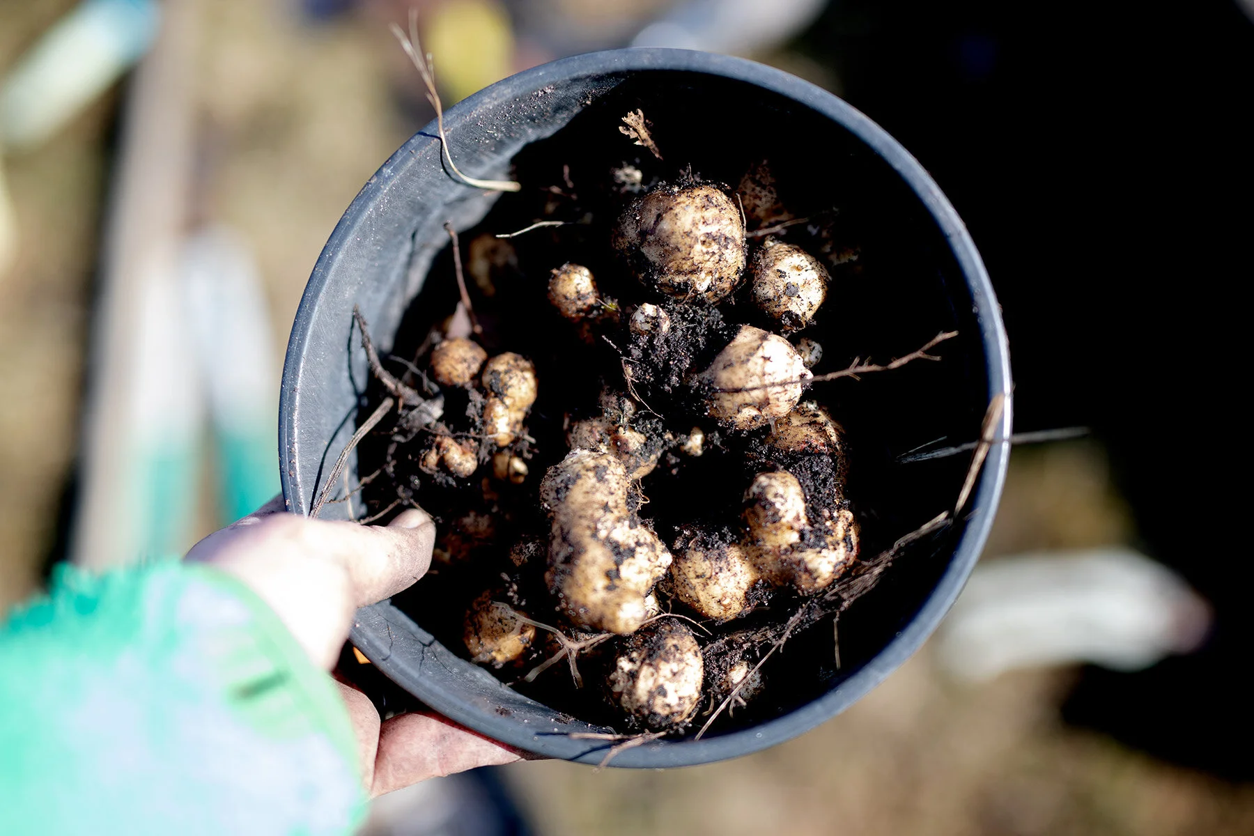 blogg-210314rensatradgarden9.jpg