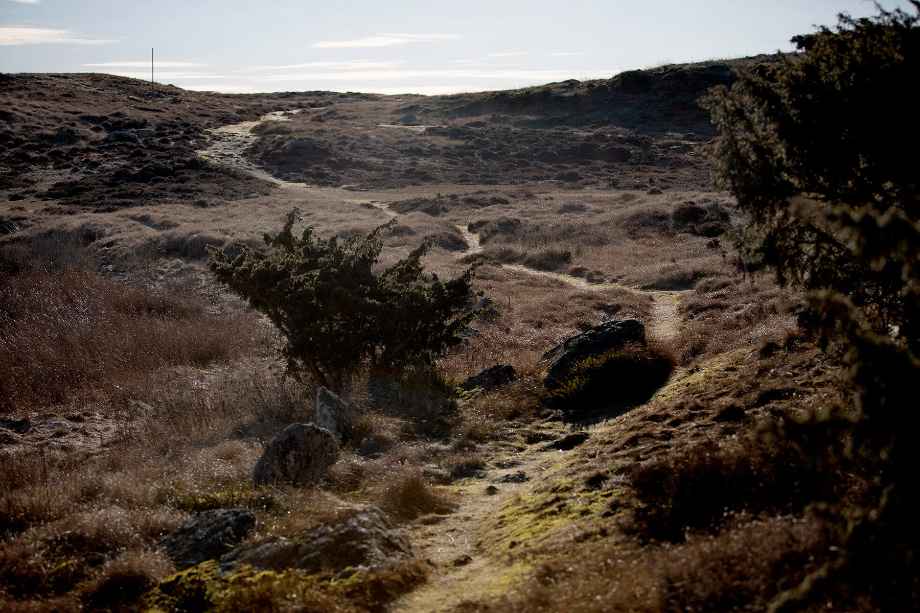 blogg-210318morgonpromenad11.jpg