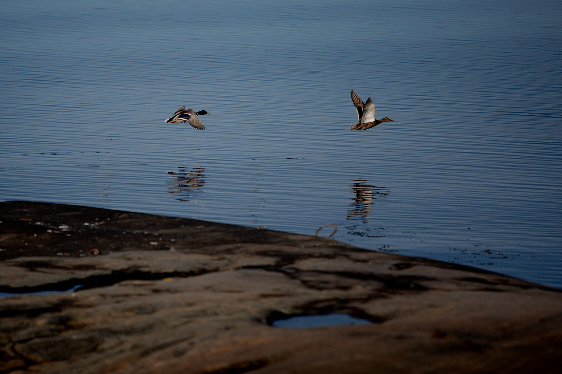 blogg-210318morgonpromenad12.jpg