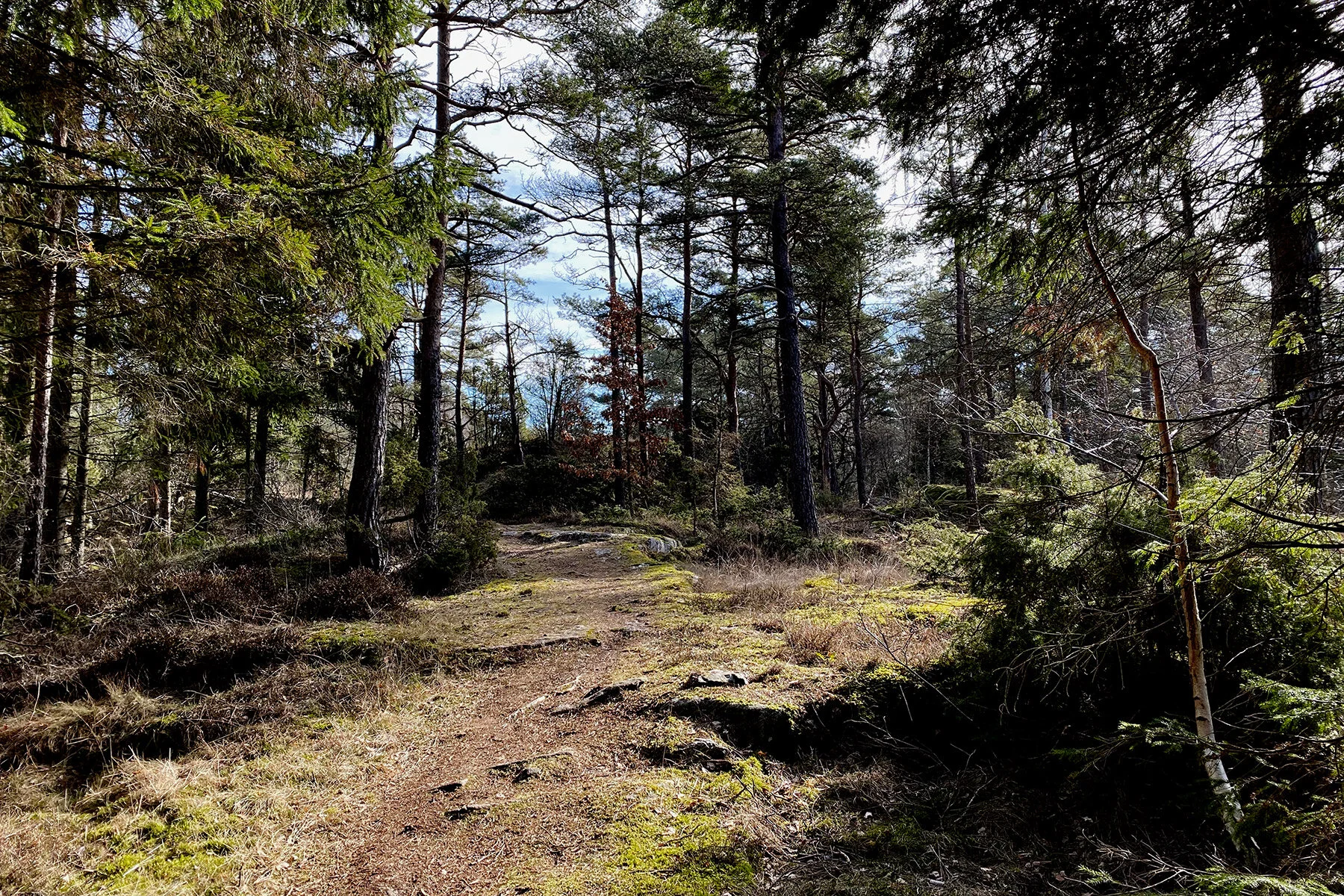 blogg-210318morgonpromenad35.jpg